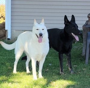 Meet your Posher, Connie